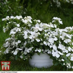 Hydrangea 'Runaway Bride' -Garden Central Sales Store HYDR TKA1041 H