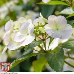 Hydrangea 'Runaway Bride' -Garden Central Sales Store HYDR TKA1041 L
