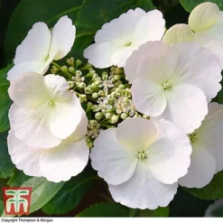 Hydrangea 'Runaway Bride' -Garden Central Sales Store HYDR TKA1041 M