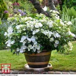 Hydrangea 'Runaway Bride'