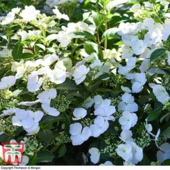Hydrangea 'Runaway Bride' -Garden Central Sales Store HYDR TKA1041 Q
