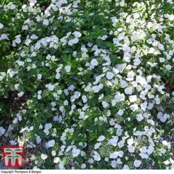 Hydrangea 'Runaway Bride' -Garden Central Sales Store HYDR TKA1041 S