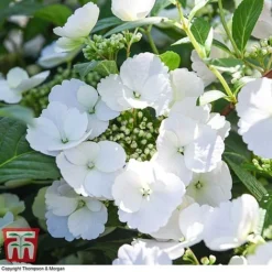 Hydrangea 'Runaway Bride' -Garden Central Sales Store HYDR TKA1041 T