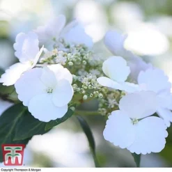 Hydrangea 'Runaway Bride' -Garden Central Sales Store HYDR TKA1041 W