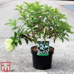 Hydrangea Paniculata 'Polar Bear' -Garden Central Sales Store HYDR TKA3182 C