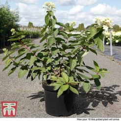 Hydrangea Paniculata 'Polar Bear' -Garden Central Sales Store HYDR TKA3182 D