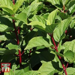 Hydrangea Paniculata 'Wim's Red' -Garden Central Sales Store HYDR TKA3186 A1