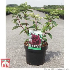Hydrangea Paniculata 'Wim's Red' -Garden Central Sales Store HYDR TKA3186 D
