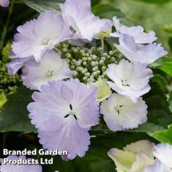 Hydrangea 'Angel Wings Blue' -Garden Central Sales Store HYDR ANGELWING S35322