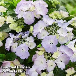 Hydrangea 'Angel Wings Blue' -Garden Central Sales Store HYDR ANGELWING S35327