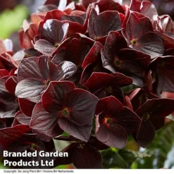 Hydrangea 'Burning Hot' -Garden Central Sales Store HYDR BURNINGHO S50585