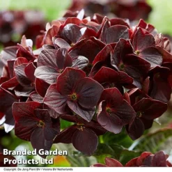 Hydrangea 'Burning Hot' -Garden Central Sales Store HYDR BURNINGHO S50586