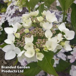 Hydrangea 'Cloudi'