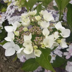 Hydrangea 'Cloudi' -Garden Central Sales Store HYDR CLOUDI S45794 NOW