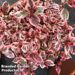 Hydrangea Serrata 'Euphoria Pink' -Garden Central Sales Store HYDR EUPHORIAP S47742