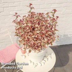 Hydrangea Serrata 'Euphoria Pink' -Garden Central Sales Store HYDR EUPHORIAP S49580