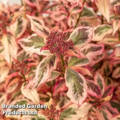 Hydrangea Serrata 'Euphoria Pink' -Garden Central Sales Store HYDR EUPHORIAP S49583
