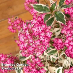 Hydrangea Serrata 'Euphoria Pink' -Garden Central Sales Store HYDR EUPHORIAP S49586