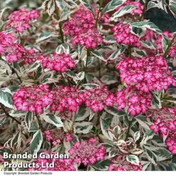 Hydrangea Serrata 'Euphoria Pink' -Garden Central Sales Store HYDR EUPHPINK T44130