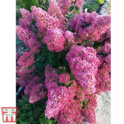 Hydrangea Paniculata 'Sundae Fraise' -Garden Central Sales Store HYDR FRAISE2
