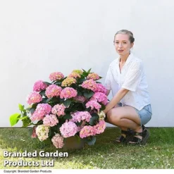 Hydrangea Macrophylla 'Pink' -Garden Central Sales Store HYDR MACPINK7L T50414