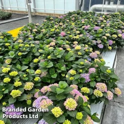 Hydrangea Macrophylla 'Blue' -Garden Central Sales Store HYDR MACRBLUE S50291
