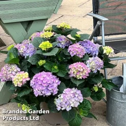 Hydrangea Macrophylla 'Blue' -Garden Central Sales Store HYDR MACRBLUE S50294