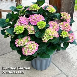 Hydrangea Macrophylla 'Pink' -Garden Central Sales Store HYDR MACRPINK S50285