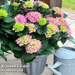Hydrangea Macrophylla 'Pink' -Garden Central Sales Store HYDR MACRPINK S50286