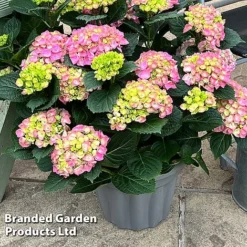 Hydrangea Macrophylla 'Pink' -Garden Central Sales Store HYDR MACRPINK S50287