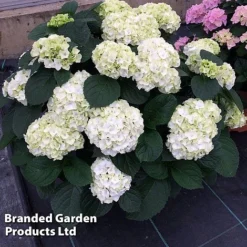 Hydrangea Macrophylla 'White' -Garden Central Sales Store HYDR MACRWHITE S50278