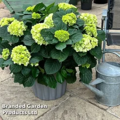 Hydrangea Macrophylla 'White' -Garden Central Sales Store HYDR MACRWHITE S50282