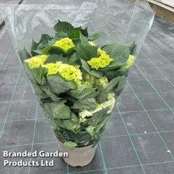 Hydrangea Macrophylla 'White' -Garden Central Sales Store HYDR MACRWHITE S50283