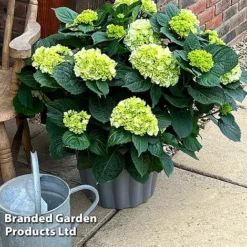 Hydrangea Macrophylla 'White' -Garden Central Sales Store HYDR MACRWHITE S5081