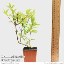 Hydrangea Paniculata 'Magical Moonlight' -Garden Central Sales Store HYDR MAGICM9CM T49364