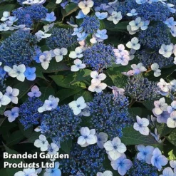 Hydrangea Serrata 'Magic Pillow'
