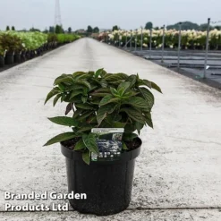 Hydrangea Serrata 'Magic Pillow' -Garden Central Sales Store HYDR MAGICPILL S45818