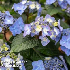 Hydrangea 'Endless Summer POP STAR' -Garden Central Sales Store HYDR POPSTARBL S48097