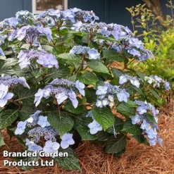 Hydrangea 'Endless Summer POP STAR' -Garden Central Sales Store HYDR POPSTARBL S48100