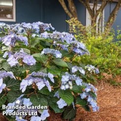 Hydrangea 'Endless Summer POP STAR' -Garden Central Sales Store HYDR POPSTARBL S48101