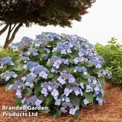 Hydrangea 'Endless Summer POP STAR' -Garden Central Sales Store HYDR POPSTARBL S48102