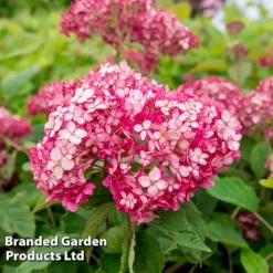Hydrangea Arborescens 'Ruby Annabelle'