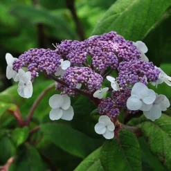 Hydrangea Aspera 'Sargentiana' -Garden Central Sales Store HYDR SARGENTIA S45790 NOW