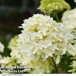 Hydrangea Paniculata 'Skyfall' -Garden Central Sales Store HYDR SKYFALL T50955