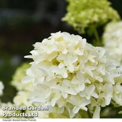 Hydrangea Paniculata 'Skyfall' -Garden Central Sales Store HYDR SKYFALL T50956