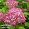 Hydrangea Arborescens 'Sweet Annabelle'