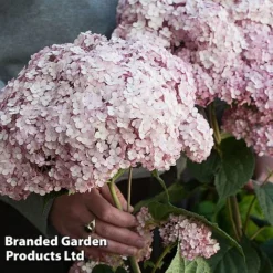 Hydrangea Arborescens 'Sweet Annabelle' -Garden Central Sales Store HYDR SWEETANNA S45791