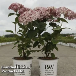 Hydrangea Arborescens 'Sweet Annabelle' -Garden Central Sales Store HYDR SWEETANNA S45792