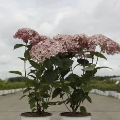 Hydrangea Arborescens 'Sweet Annabelle' -Garden Central Sales Store HYDR SWEETANNA S45792 NOW