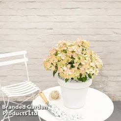 Hydrangea Paniculata 'Switch Ophelia' -Garden Central Sales Store HYDR SWITCH S40976